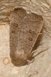 Hoplodrina ambigua