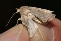 Hoplodrina ambigua