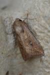 Mythimna albipuncta