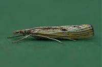 Agriphila inquinatella