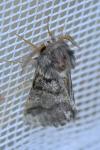 Thaumetopoea processionea