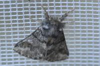 Thaumetopoea processionea
