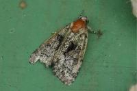 Cryphia algae