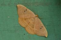 Watsonalla binaria