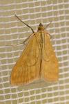 Sitochroa verticalis