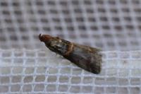 Acrobasis advenella