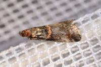 Acrobasis advenella