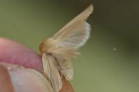 Mythimna impura