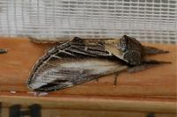 Pheosia tremula