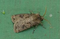 Agrotis bigramma