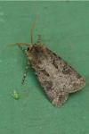 Agrotis bigramma