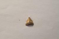 Evergestis limbata