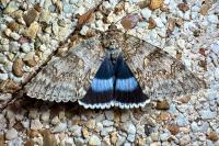 Catocala fraxini