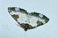 Melanthia procellata