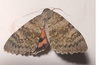 Catocala elocata