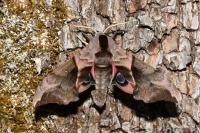 Smerinthus ocellatus ocellatus