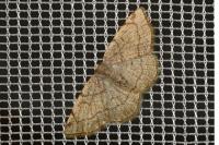 Stegania trimaculata