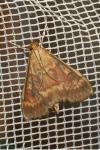 Ostrinia nubilalis