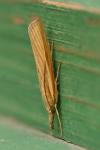 Agriphila tristella