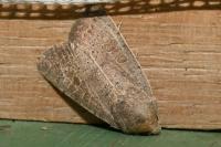 Hoplodrina ambigua