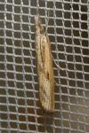 Agriphila inquinatella