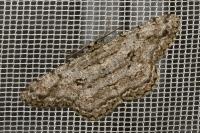 Hypomecis roboraria