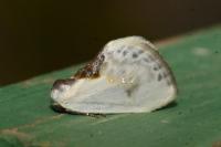 Cilix glaucata