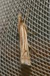 Ancylolomia tentaculella
