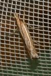 Ancylolomia tentaculella