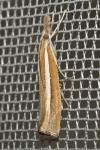 Agriphila selasella