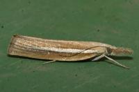Agriphila selasella
