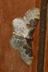 Idaea rusticata