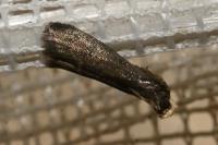 Eccopisa effractella