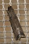 Eccopisa effractella