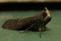 Eccopisa effractella