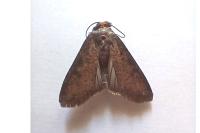 Peridroma saucia