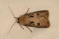 Agrotis exclamationis exclamationis
