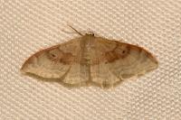 Idaea degeneraria