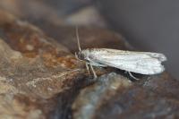Ephestia woodiella