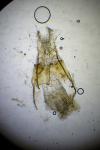 Nycteola siculana