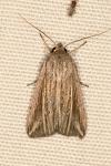 Mythimna riparia