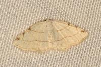 Stegania trimaculata