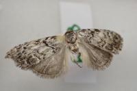 Meganola strigula