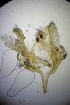 Meganola strigula