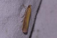 Oncocera semirubella