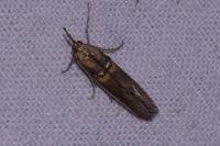 Etiella zinckenella