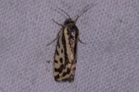 Emmelia trabealis