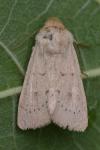 Mythimna ferrago