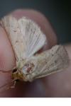 Mythimna ferrago