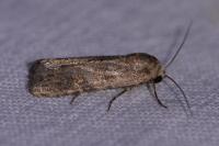 Spodoptera exigua